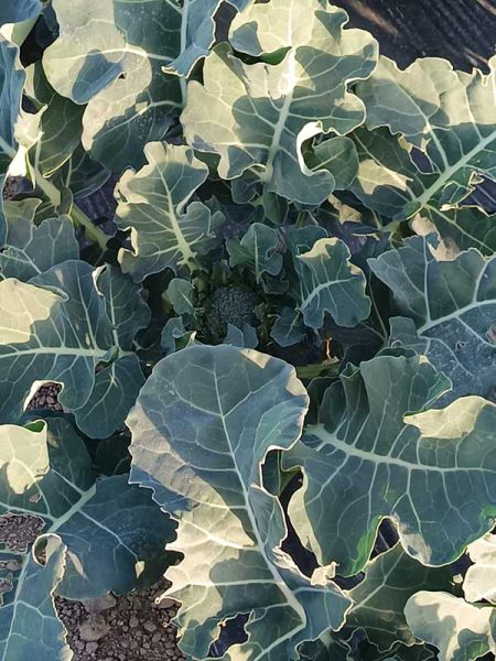 agricultural-soil-health-boost