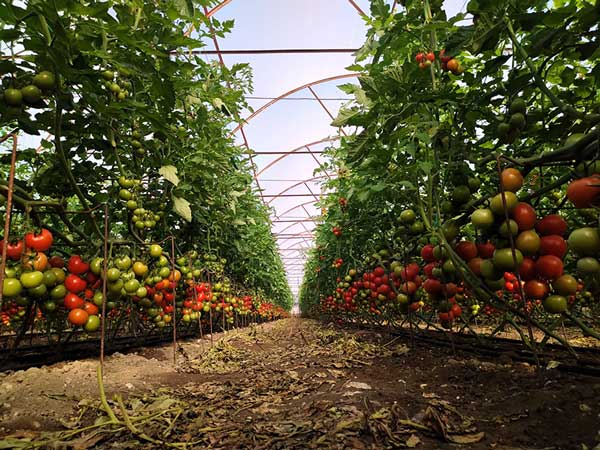 eco-friendly-crop-nutrrients-for-farms