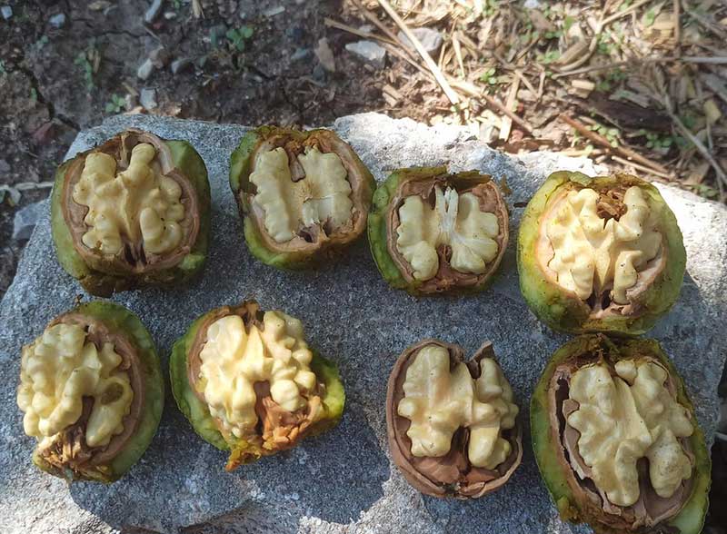 eco-soil-structure-improvement