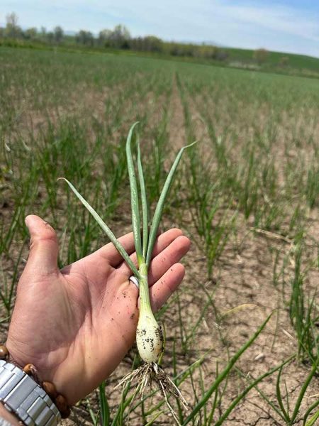 farm-soil-health-with-wool-pellets