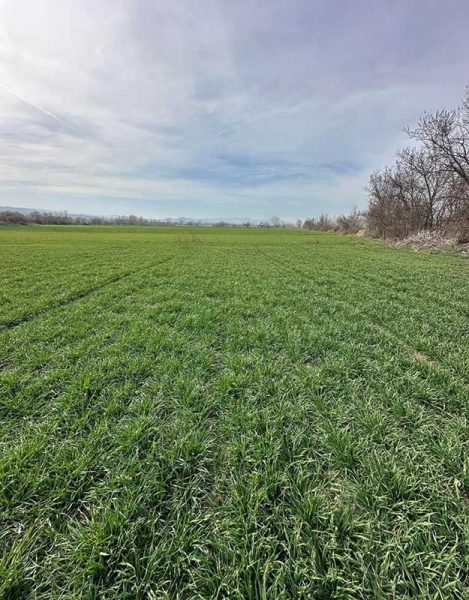 farm-soil-health-wool-pellets