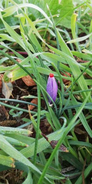 greenhouse-garden-with-organic-care