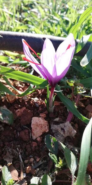 healthy-vegetables-grown-organically