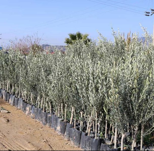 high-yield-wool-fertiliser-for-farms