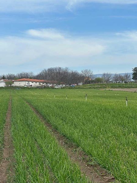 long-lasting-crop-nutrients-wool-pellets