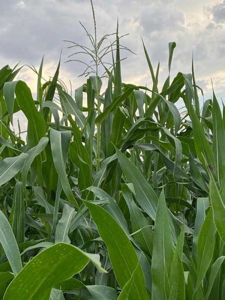 lush-grass-after-application