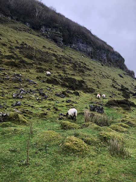 natural-plant-nutrients