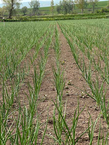 nutrient-dense-pellets-for-large-crops