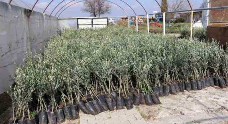 organic-farm-nutrient-solution