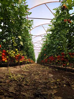 organic-farming-boost-with-wool-pellets