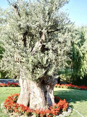 organic-pellets-for-high-yield-crops