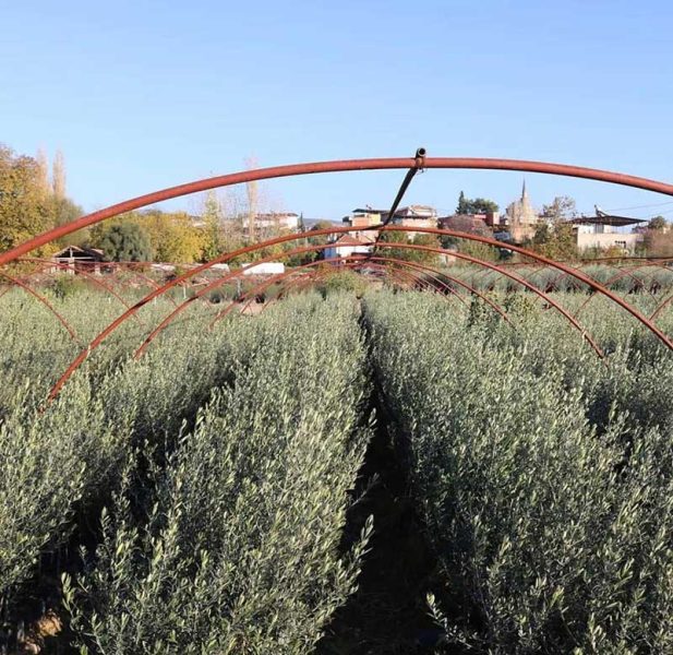 organic-soil-amendment-wool-pellets