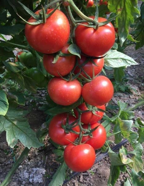 organic-wool-soil-improvement