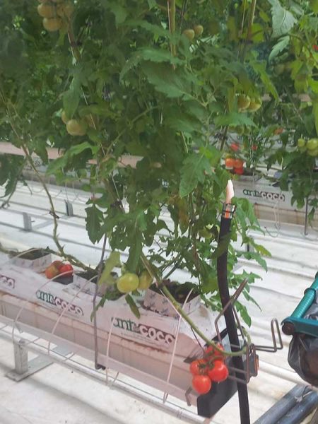 soil-enrichment-wool-fertiliser-pellets