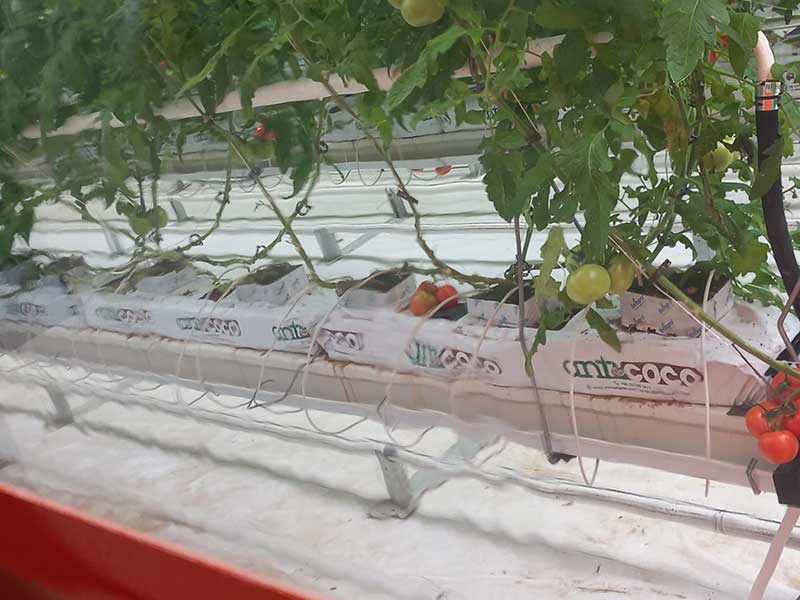 vibrant-tomatoes-with-organic-care