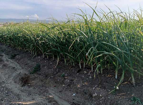 wool-based-nutrients-for-crop-production