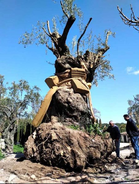 wool-pellets-for-crop-nutrition