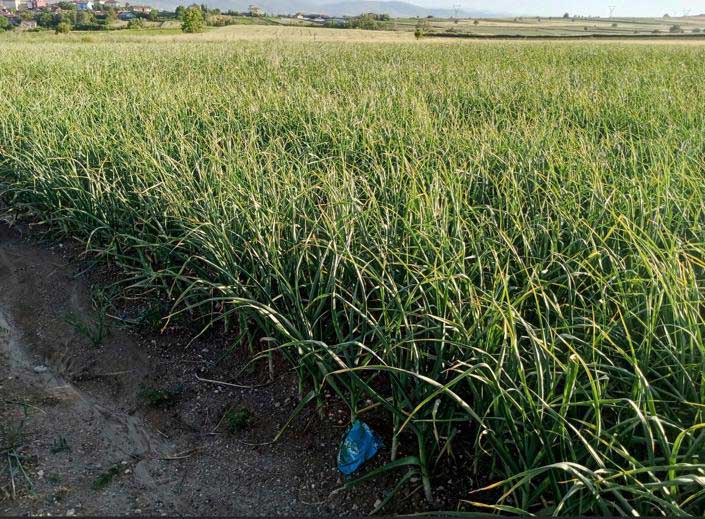 wool-pellets-for-sustainable-agriculture