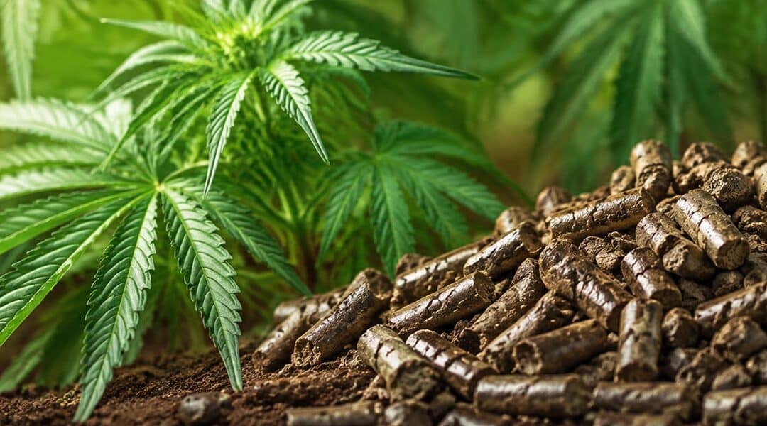 Organic fertilizer for cannabis: Why growers are switching to wool pellets